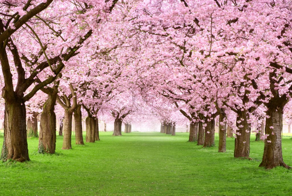 Bespoke Japan Tours - Wedding Location