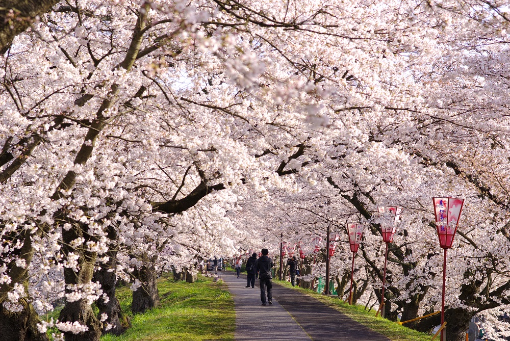 Cherry Blossom Season: Best Spots to View