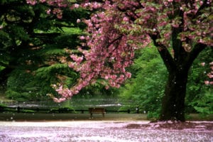 Cherry Blossom and Lake in the Background - destination wedding