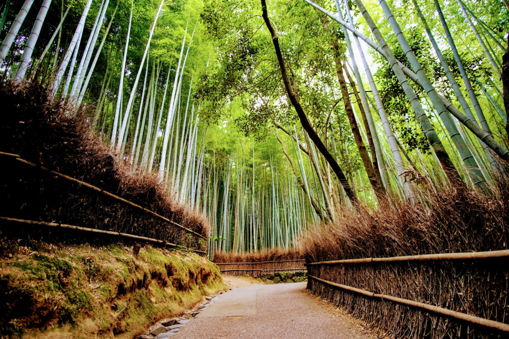 Japan Photography Tour