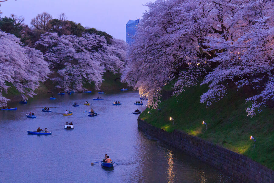 Cherry Blossom