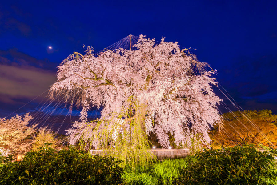 Cherry Blossom