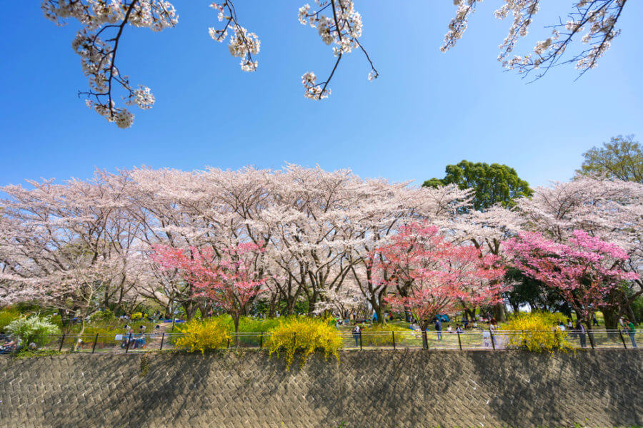 Cherry Blossom