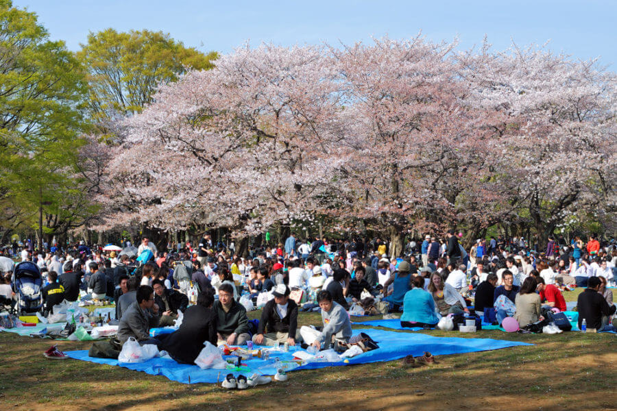 Cherry Blossom