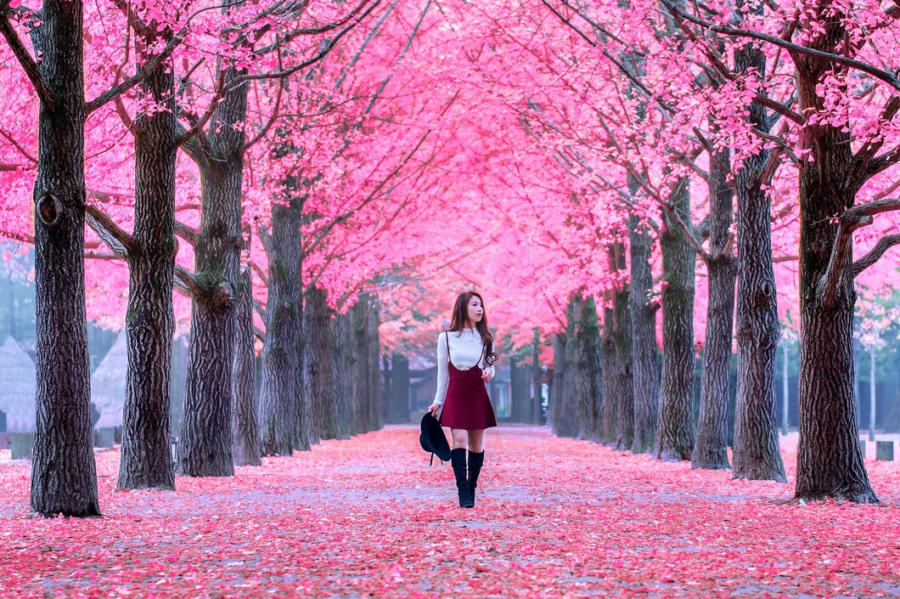 Spring: Cherry Blossom Season - Embrace the Seasons of Japan (March - May)