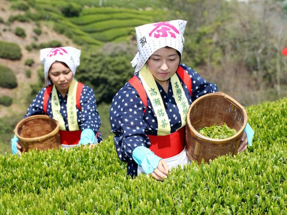 Japanese tea cultivation