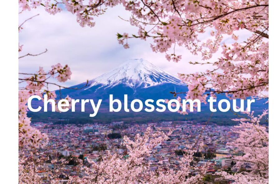Cherry blossom tour